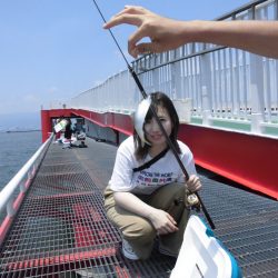 尼崎市立魚つり公園 釣果