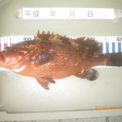 姫路市立遊魚センター 釣果