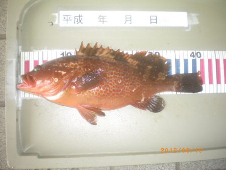 姫路市立遊魚センター 釣果