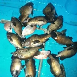 フィッシングガイド りょう 釣果