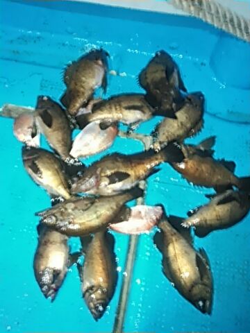 フィッシングガイド りょう 釣果