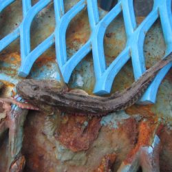 オリジナルメーカー海づり公園(市原市海づり施設) 釣果