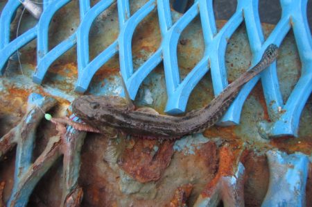 オリジナルメーカー海づり公園(市原市海づり施設) 釣果