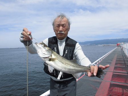 尼崎市立魚つり公園 釣果