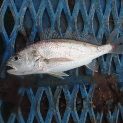 オリジナルメーカー海づり公園(市原市海づり施設) 釣果