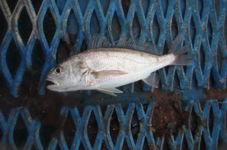 オリジナルメーカー海づり公園(市原市海づり施設) 釣果