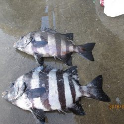 下関フィッシングパーク 釣果