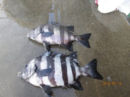 下関フィッシングパーク 釣果