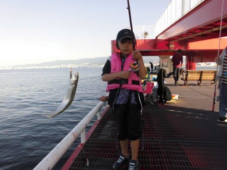 尼崎市立魚つり公園 釣果