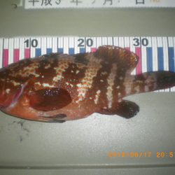 姫路市立遊魚センター 釣果