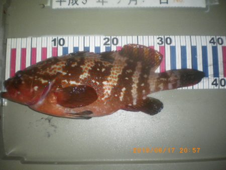 姫路市立遊魚センター 釣果