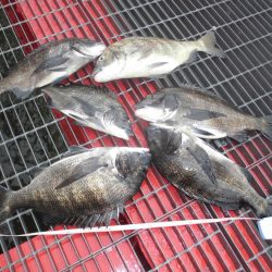 尼崎市立魚つり公園 釣果