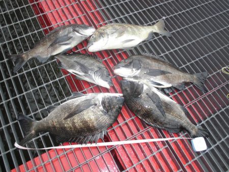 尼崎市立魚つり公園 釣果