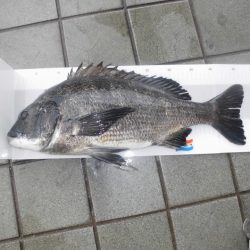 尼崎市立魚つり公園 釣果