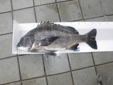 尼崎市立魚つり公園 釣果