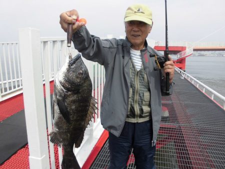 尼崎市立魚つり公園 釣果