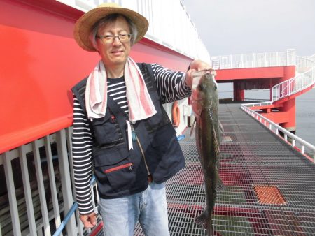 尼崎市立魚つり公園 釣果
