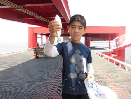 尼崎市立魚つり公園 釣果