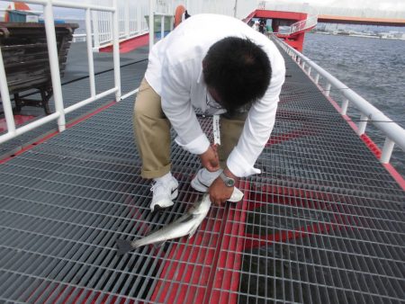 尼崎市立魚つり公園 釣果