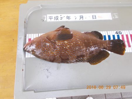 姫路市立遊魚センター 釣果