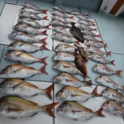 遊漁船 幸友丸 釣果