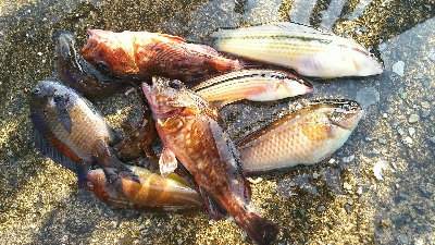 アジュール舞子、メバル、メゴチ、ウミタナゴ…