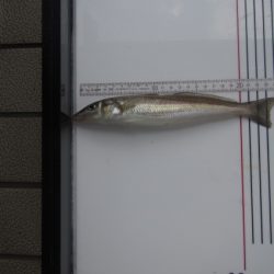 オリジナルメーカー海づり公園(市原市海づり施設) 釣果