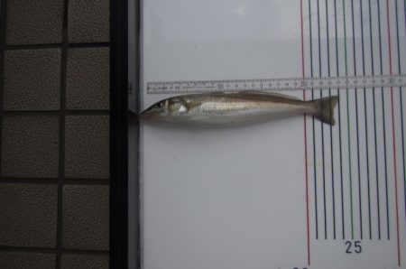 オリジナルメーカー海づり公園(市原市海づり施設) 釣果