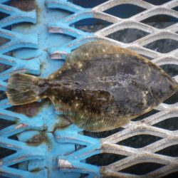 オリジナルメーカー海づり公園(市原市海づり施設) 釣果