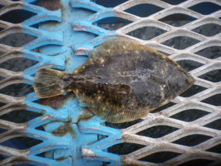 オリジナルメーカー海づり公園(市原市海づり施設) 釣果