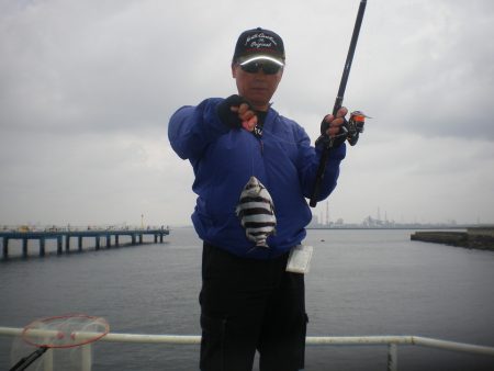 オリジナルメーカー海づり公園(市原市海づり施設) 釣果