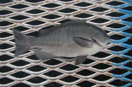 オリジナルメーカー海づり公園(市原市海づり施設) 釣果