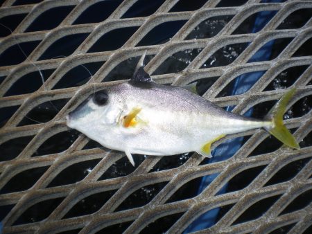 オリジナルメーカー海づり公園(市原市海づり…