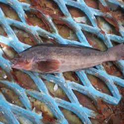 オリジナルメーカー海づり公園(市原市海づり施設) 釣果