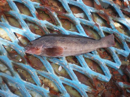 オリジナルメーカー海づり公園(市原市海づり施設) 釣果