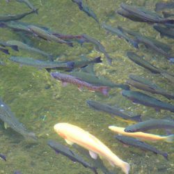 小菅トラウトガーデン 釣果