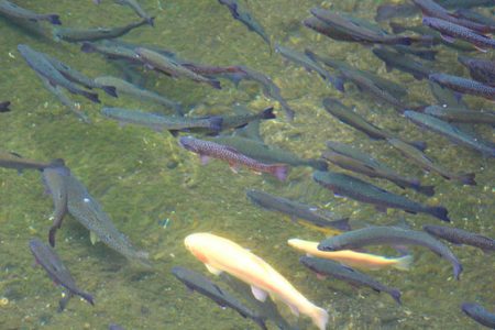 小菅トラウトガーデン 釣果