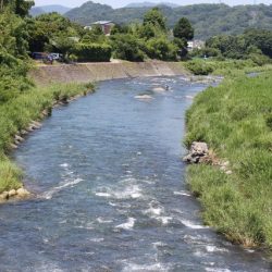 狩野川(狩野川漁業協同組合) 釣果