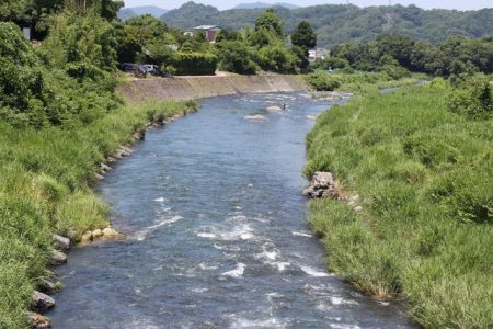 狩野川(狩野川漁業協同組合) 釣果