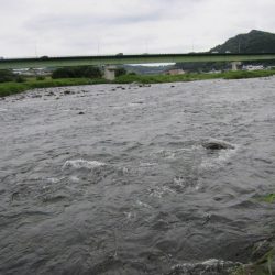 狩野川(狩野川漁業協同組合) 釣果