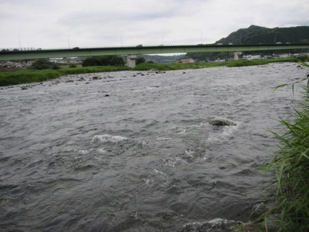 狩野川(狩野川漁業協同組合) 釣果