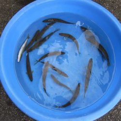 狩野川(狩野川漁業協同組合) 釣果