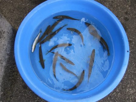 狩野川（狩野川漁業協同組合） 釣果