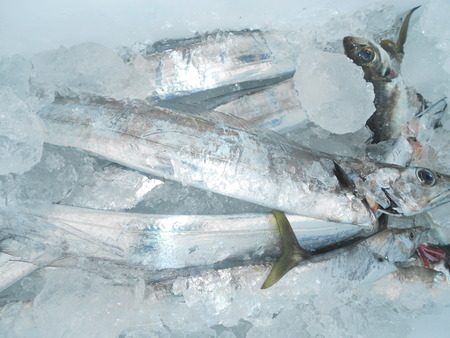 こうゆう丸 釣果