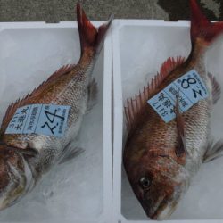 大進丸(新潟) 釣果