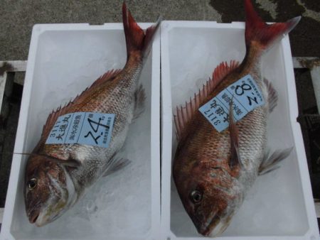 大進丸（新潟） 釣果