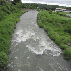 狩野川(狩野川漁業協同組合) 釣果