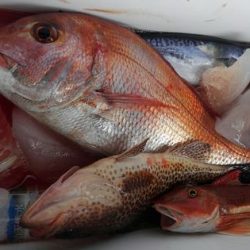 遊漁船 新鋭丸 釣果