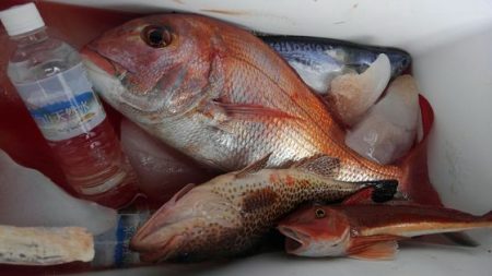 遊漁船 新鋭丸 釣果