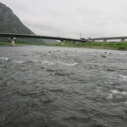 狩野川(狩野川漁業協同組合) 釣果